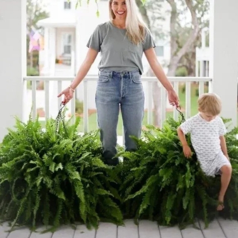 UV Resistant Lifelike Artificial Boston Fern