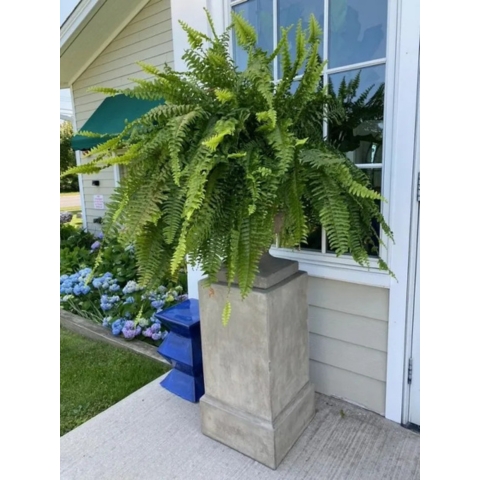 UV Resistant Lifelike Artificial Boston Fern