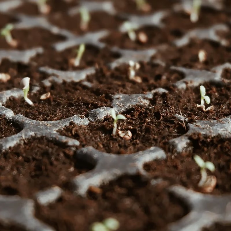 🔥 LAST DAY 49% OFF 🌱 Premium Organic Coconut Coir Bricks For Plants