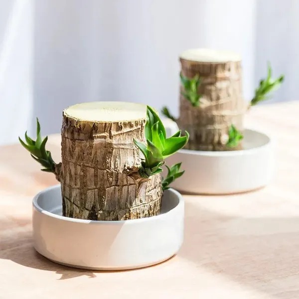 🎉🎉SUMMER FLASH DEAL 🌱🌱Sky Terrarium Lucky Wood