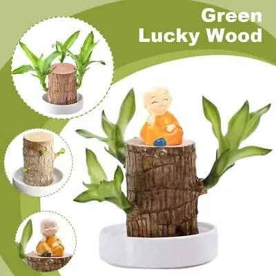 🎉🎉SUMMER FLASH DEAL 🌱🌱Sky Terrarium Lucky Wood