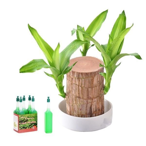 🎉🎉SUMMER FLASH DEAL 🌱🌱Sky Terrarium Lucky Wood